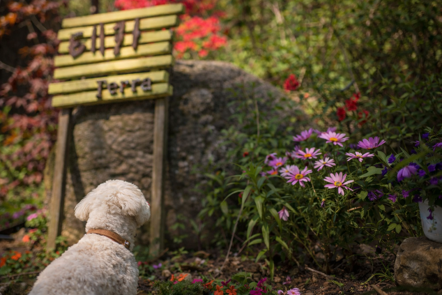 양평 애견동반 펜션 TERRA 펜션